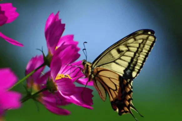 Burial of Jesus_03.png